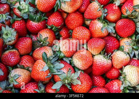 Vista dall'alto di fragole rosse fresche con foglie verdi disposte vicine in un mercato della frutta in Thailandia, che mostrano una produzione abbondante e una freschezza naturale Foto Stock