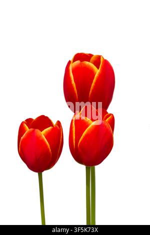 Tre tulipani rossi con un bordo giallo, isolati su uno sfondo bianco senza foglie Foto Stock