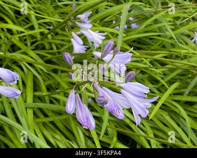 Lilio africano (Agapanthus praecox) erba perenne fiorita che mostra delicate fiori a forma di tromba violetto chiaro che formano grappoli eleganti a ombela abo Foto Stock