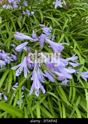 Giglio africano Agapanthus praecox Fiore coltivato ornamentale perenne con foglie carnose verde brillante a forma di striscia e ombrelle sorprendenti di l pallido Foto Stock