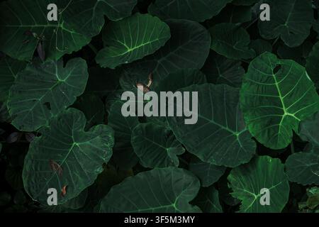Sfondo a trama con foglie di monstera verde intenso fresco Foto Stock