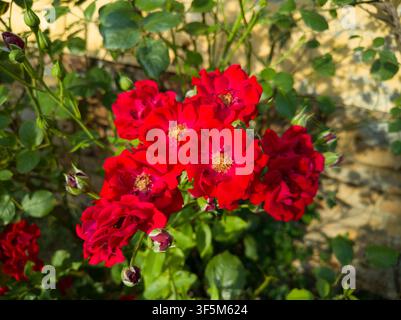 Grappolo di vibranti rose rosse Floribunda in fiore su un cespuglio in un giardino soleggiato. Foto Stock