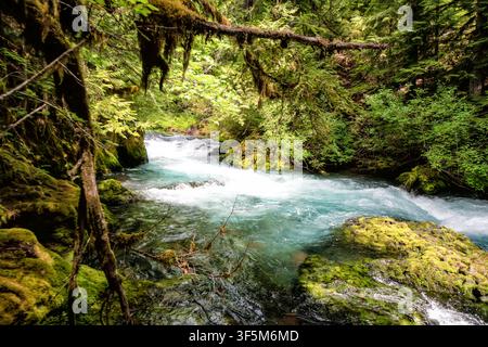 Alberi muschiosi incorniciano un ruscello limpido e impetuoso. L'acqua turbina sui massi, schiumosa di energia. La luce del sole filtra attraverso una fitta chioma verde. Sensazione di natura selvaggia Foto Stock