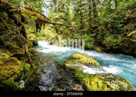 Ruscello a cascata che scorre attraverso un suolo boschivo lussureggiante e muschioso. Felci verdi e alberi antichi incorniciano l'acqua che scorre. Le rive rocciose luccicano di umidità e Foto Stock
