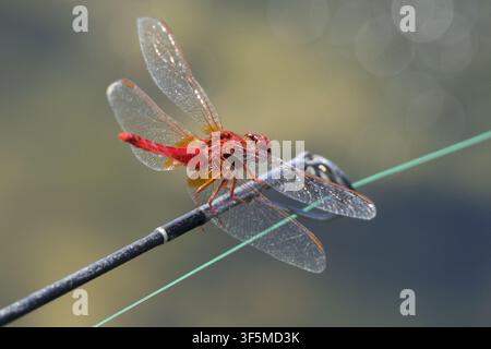 Primo piano di un drago scarlatto maschio rosso acceso, Crocothemis erythraea, a riposo con ali trasparenti distese su un sottile appoggio. Foto Stock