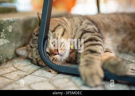 Gatto domestico soffice stanco per il caldo estivo che dorme pacificamente all'aperto sul marciapiede sotto una sedia. Foto Stock