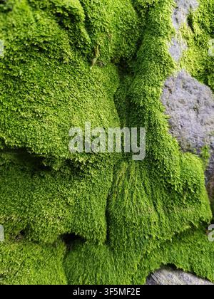 Primo piano di muschio verde vibrante che cresce naturalmente su una superficie rocciosa, creando una texture organica lussureggiante in un ambiente umido Foto Stock