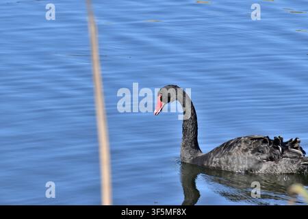 Un cigno nero con un becco rosso brillante scivola dolcemente sull'acqua blu e calma, il suo piumaggio scuro si riflette nelle delicate increspature. Foto Stock