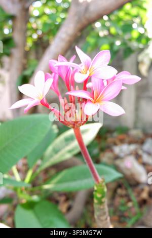 Un primo piano di fiori di plumeria rosa in messa a fuoco morbida, fotografati su uno sfondo grigio spento sfocato per un effetto sognante. Foto Stock