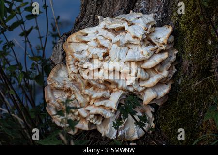 Grande fungo a forma di corba che cresce su un tronco d'albero in una foresta temperata. Foto Stock