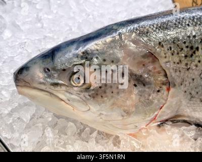 Prima vista di una testa di salmone crudo intera e fresca su ghiaccio tritato Foto Stock