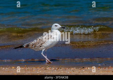 I gabbiani, chiamati informalmente gabbiani, sono uccelli marini della sottofamiglia Larinae. Sono più strettamente imparentati con le sterne e gli skimmer. Foto Stock