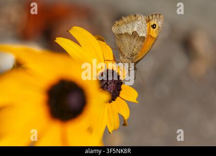 Farfalla marrone prato, Maniola jurtina, su un fiore di Rudbeckia fulgida var sullivantii 'goldsturm' in un giardino a Bournemouth, Dorset UK ad agosto Foto Stock
