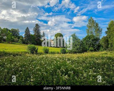 Prato di fiori selvatici con fiori bianchi in fiore sotto un drammatico cielo estivo blu Foto Stock