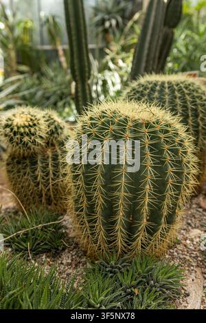 Cacto Golden Barrel (Echinocactus grusonii) nella collezione della serra botanica Foto Stock