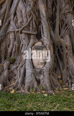 Iconica testa di Buddha avvolta nelle radici di un albero al Wat Mahathat di Ayutthaya, Thailandia. Foto Stock