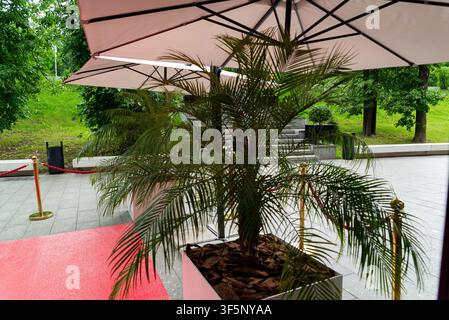 Una lussureggiante palma in vaso si trova sotto un grande ombrello all'ingresso di un evento all'aperto, completata da un tappeto rosso e da pilastri dorati con corde di velluto. Foto Stock