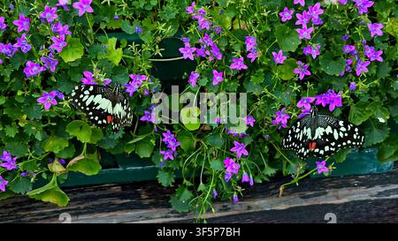 Una farfalla limone (Papilio demoleus) appollaiata su fiori a campana viola vibranti con le ali aperte. Ideale per concetti di storia naturale e biodiversità. Foto Stock