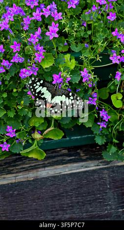 Una farfalla limone (Papilio demoleus) appollaiata su fiori a campana viola vibranti con le ali aperte. Ideale per concetti di storia naturale e biodiversità. Foto Stock