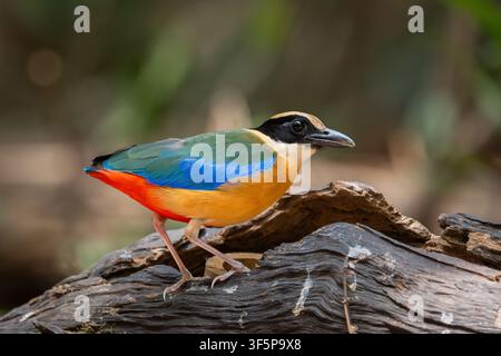 Pitta dal codino blu in piedi sul suolo della foresta di Ma Da, Dong Nai, Vietnam. Foto Stock