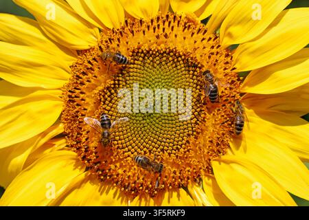 Api mellifere, Apis mellifera che impollinano un girasole, Helianthus annuus sotto il sole luminoso dell'estate, primo piano Foto Stock