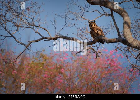 Gufo reale Bubo virginianus appollaiato su un ramo di un albero a trombetta rosa in fiore, piume marroni maculate con ciuffi auricolari, potente uccello rapace notturno Foto Stock