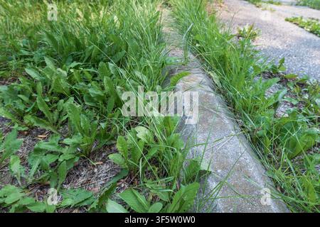 Prima di erbe infestanti e alte erbe che si diffondono lungo un marciapiede di cemento crepato accanto a un sentiero del parco consumato dal tempo. Concetto di scarsa manutenzione, urbano Foto Stock