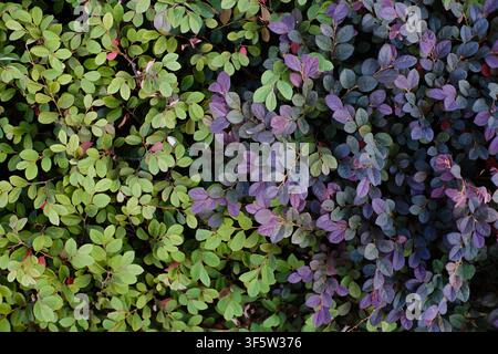 Fogliame colorato verde e viola che forma uno sfondo naturale foglioso con vegetazione fitta Foto Stock