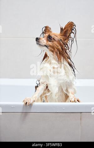 Cane papillon bagnato in piedi nella vasca da bagno bianca durante la sessione di toelettatura. Grazioso cucciolo di Spaniel Toy continentale con grandi orecchie a farfalla guarda di lato verso l'alto. Piccolo Foto Stock