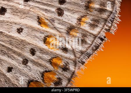 Macro estremo delle squame dell'ala di una farfalla con motivo arancione e nero Foto Stock