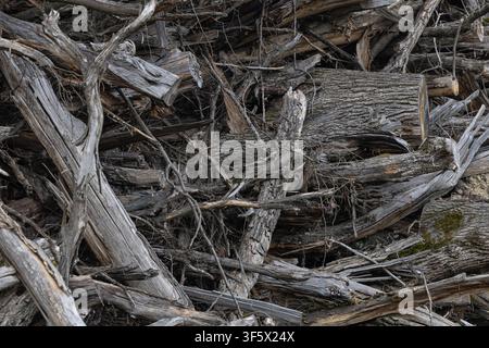 Una pila densa di legno stagionato e tronchi caduti con rami intrecciati, corteccia screpolata e toni smorzati. Texture rustica adatta per sfondi, ambienti Foto Stock