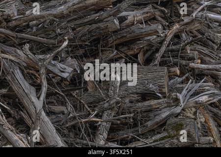 Una pila densa di legno stagionato e tronchi caduti con rami intrecciati, corteccia screpolata e toni smorzati. Texture rustica adatta per sfondi, ambienti Foto Stock