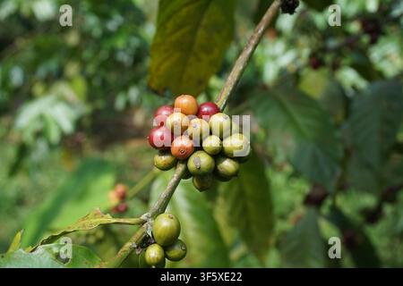 Cere di caffè rosse e verdi che crescono su un ramo Foto Stock