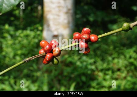 Cere di caffè rosse e verdi che crescono su un ramo Foto Stock