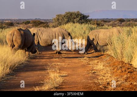 Rhinoceronti bianchi in una riserva privata vicino a Etosha, Namibia, Africa Foto Stock