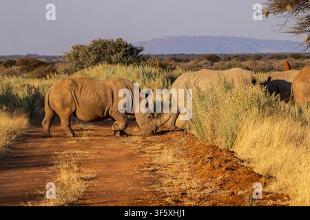 Rhinoceronti bianchi in una riserva privata vicino a Etosha, Namibia, Africa Foto Stock