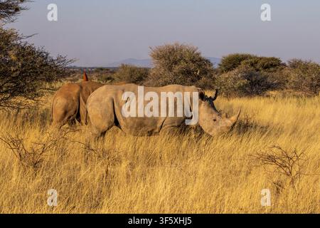 Rhinoceronti bianchi in una riserva privata vicino a Etosha, Namibia, Africa Foto Stock
