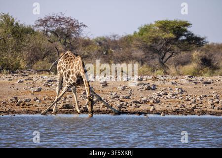 Una giraffa che beve in uno stagno nel Parco Nazionale di Etosha, Namibia, Africa Foto Stock
