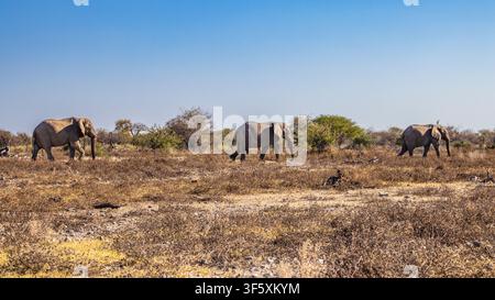 Elefanti africani nel Parco Nazionale di Etosha, Namibia, Africa Foto Stock