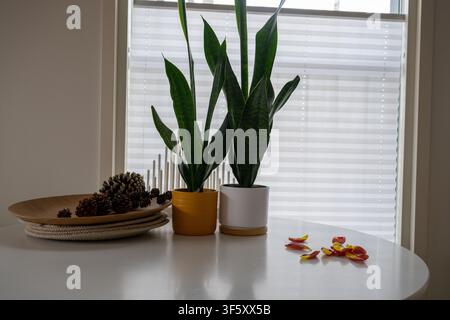 Piante serpente moderne da interno in vasi decorativi sul tavolo da pranzo con pigne e decorazioni naturali per la casa vicino alla finestra Foto Stock