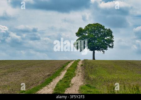 Una quercia solitaria in cima a una collina accanto a un sentiero sterrato di una fattoria in un campo agricolo rurale sotto un cielo estivo nuvoloso - Swineshead, Bedfordshire, Regno Unito Foto Stock
