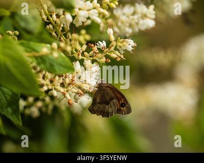 Farfalla marrone del prato del Regno Unito, Maniola jurtina, che si nutre dei fiori autunnali appassiti di Clethra alnifolia, Summersweet Foto Stock