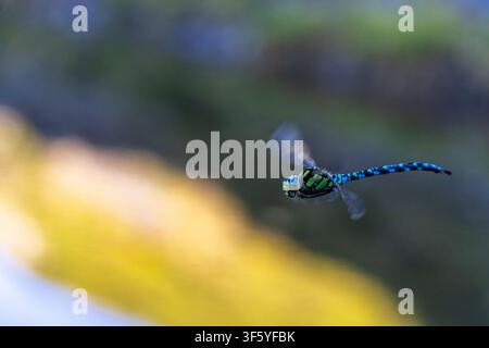Una fotografia in primo piano straordinaria cattura una vibrante libellula in volo su uno sfondo sfocato di vegetazione rigogliosa e luce dorata. La libellula Foto Stock