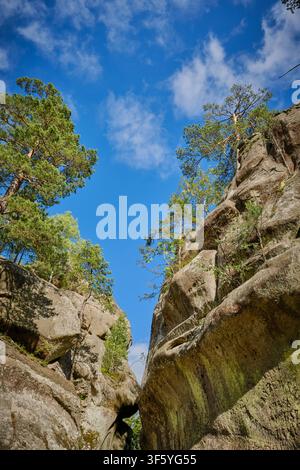 Foto ad angolazione bassa di un pino alto e maestoso che cresce direttamente da formazioni rocciose massicce e consumate, contro un cielo blu vibrante pieno di morbido w Foto Stock