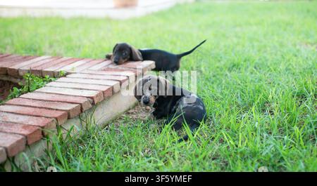 Due cuccioli di bassotto interagiscono in un'area erbosa accanto a un sentiero di mattoni, uno seduto e l'altro in piedi, mostrando la loro natura giocosa Foto Stock