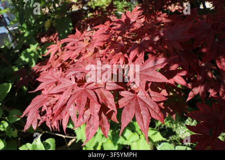 Foglie di acero o di acero giapponese su un albero che cresce in un giardino inglese, Regno Unito Foto Stock