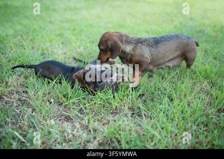 Due cuccioli di bassotto giocosi interagiscono su un prato verde rigoglioso in un ambiente esterno soleggiato, un cucciolo sdraiato e l'altro in piedi nelle vicinanze Foto Stock