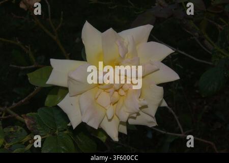 Primo piano di una rosa da giardino color avorio con petali a strati su uno sfondo scuro notturno Foto Stock