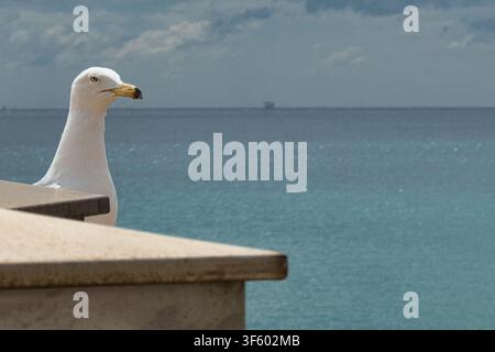 Ritratto di gabbiano con città costiera e albero all'orizzonte Foto Stock