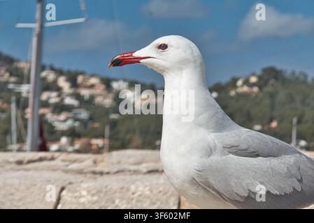 Ritratto di gabbiano con città costiera e albero all'orizzonte Foto Stock